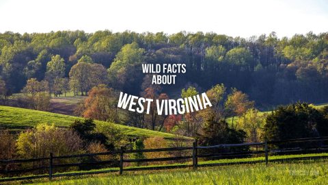 West Virginia