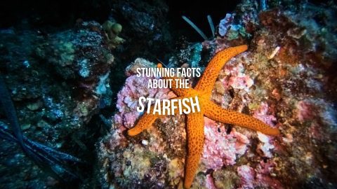 Starfish