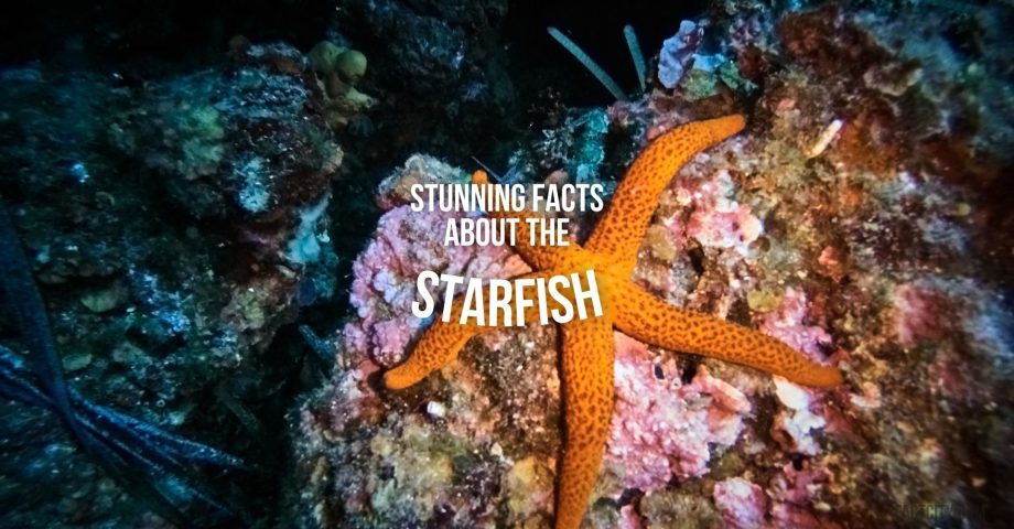 Starfish