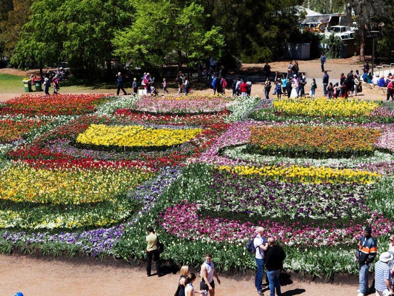 Canberra's flowers