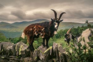 mountain goats in snowdonia