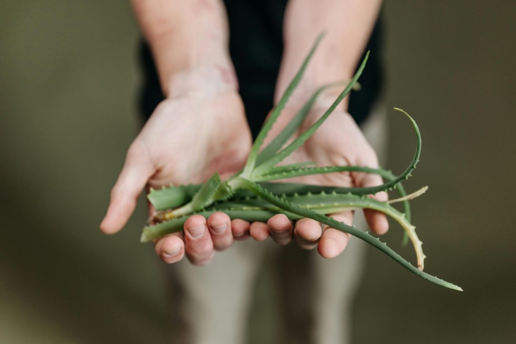 Homeopathy - aloe vera