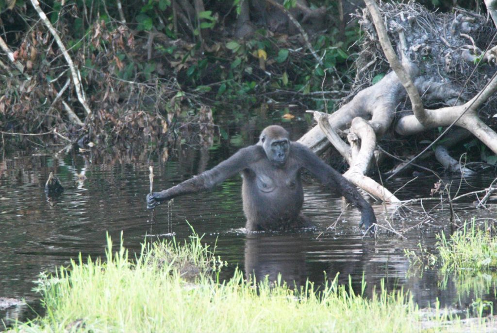 Western Lowland Gorilla