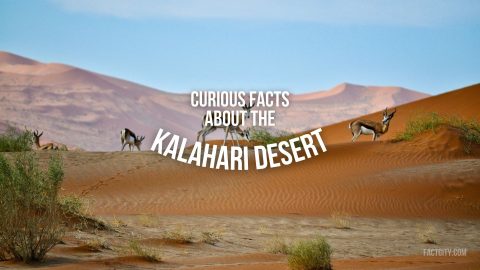 Kalahari Desert