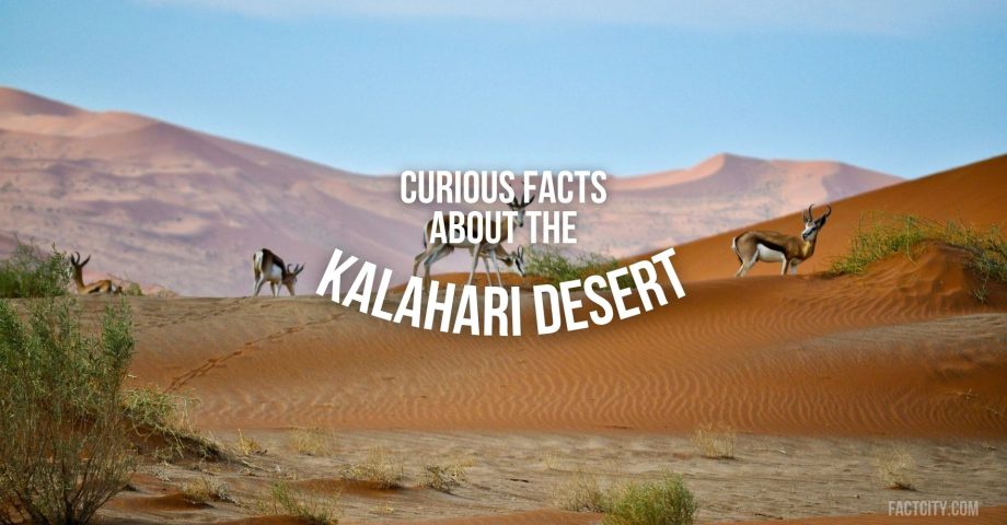 Kalahari Desert