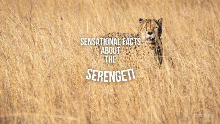 Serengeti