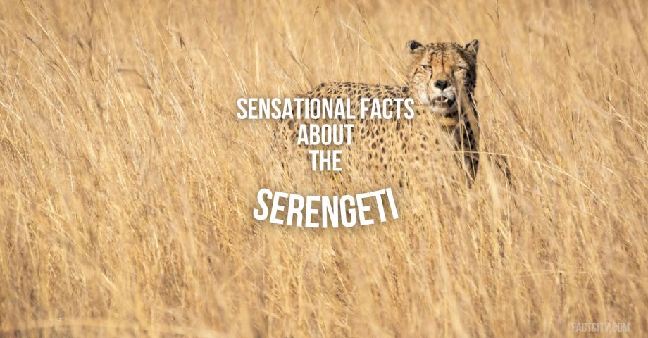 Serengeti