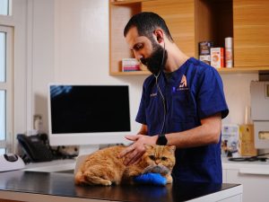 A vet treating the ginger cat
