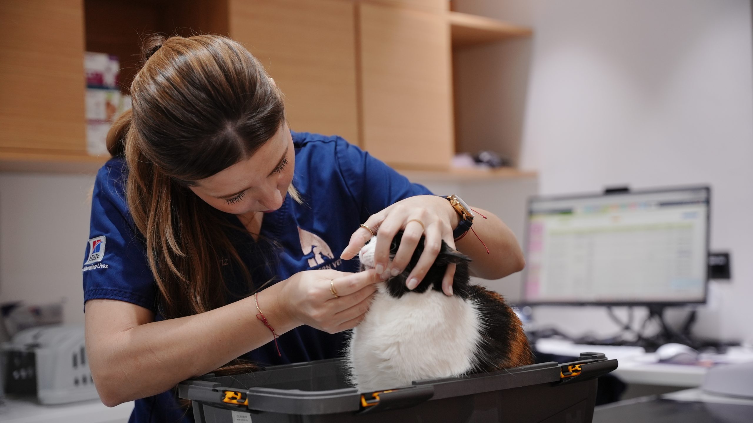 Loss of Appetite in Cats: When to Worry