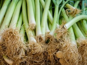 Leeks - a symbol of Wales