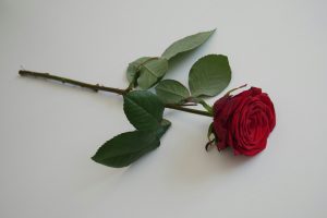 a single red rose
