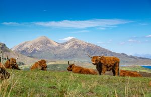 Scottish highland cattle